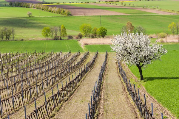 Vinhedo de primavera perto de Retz, Áustria — Fotografia de Stock