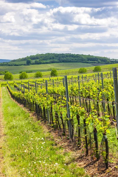 Wijngaarden, Palava, Moravië, Tsjechië — Stockfoto