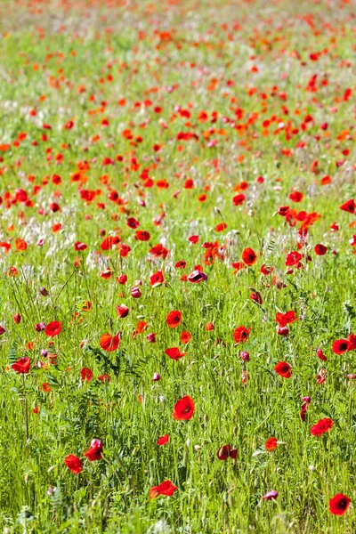 Meadow with poppies, Provence, France — Stock Photo, Image