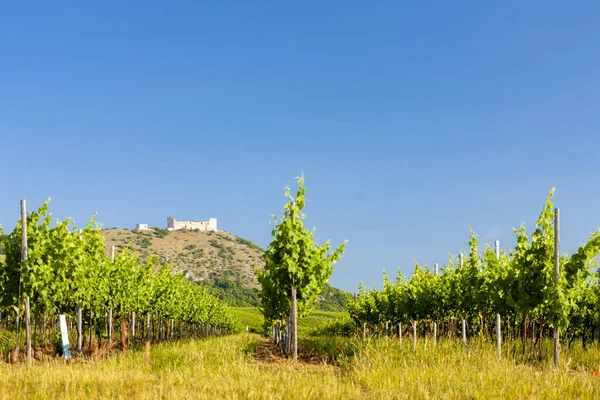 Vigneti, castello Devicky, Palava, Moravia, Repubblica Ceca — Foto Stock