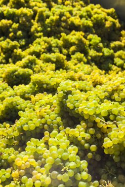 Avusturya, Retz yakınlarında hasat zamanı üzüm bağları