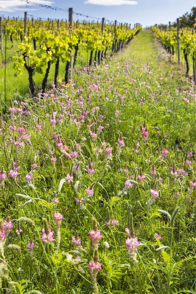 Espacio floral en viñedo orgánico, Moravia, República Checa —  Fotos de Stock