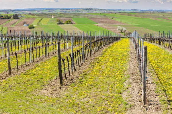 Viñedo de primavera cerca de Retz, Austria — Foto de Stock