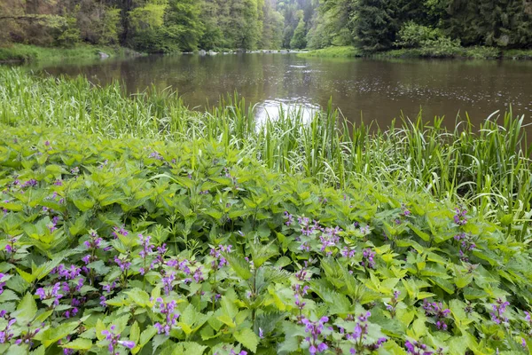 Rivière Sazava près de Smrcna, République tchèque — Photo