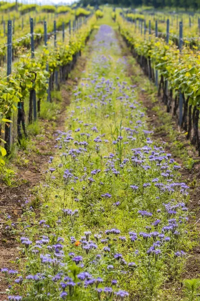 Espacio floral en viñedo orgánico, Moravia, República Checa —  Fotos de Stock