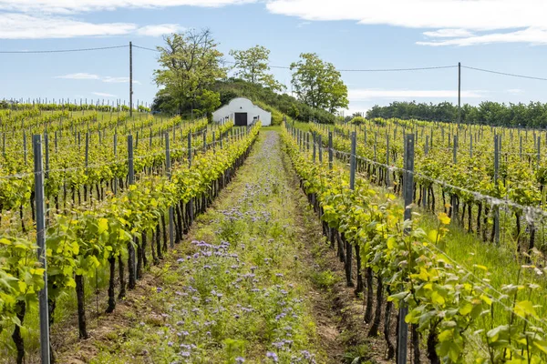 Blommigt avstånd i ekologisk vingård, Mähren, Tjeckien — Stockfoto