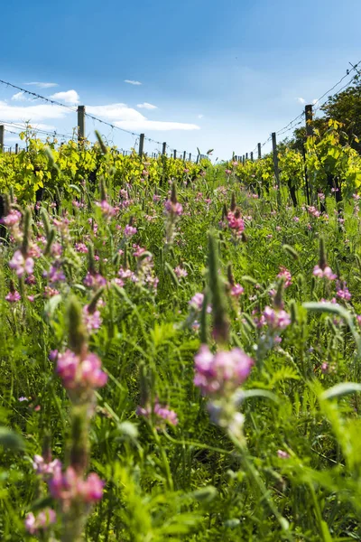 Espacio floral en viñedo orgánico, Moravia, República Checa — Foto de Stock