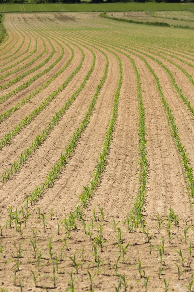 Field of corn, Styria, Áustria — Fotografia de Stock