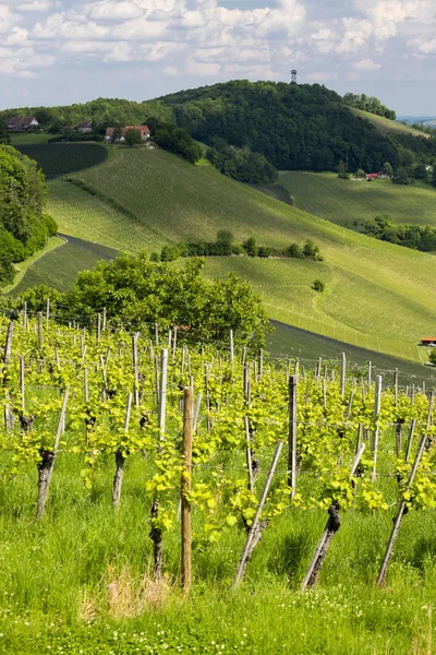 Vingård vid den österrikiska slovenska gränsen i Steiermark — Stockfoto