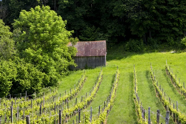 Winnica na austriackiej granicy słoweńskiej w Styrii — Zdjęcie stockowe