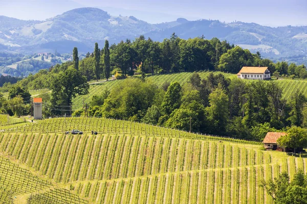 Vignoble à la frontière slovène autrichienne en Styrie — Photo