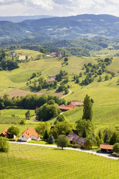 Виноградник на австрийской словенской границе в Штирии — стоковое фото
