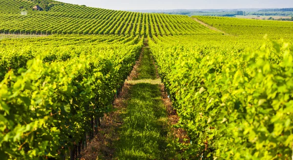 Wineyard w pobliżu Villany na Węgrzech — Zdjęcie stockowe