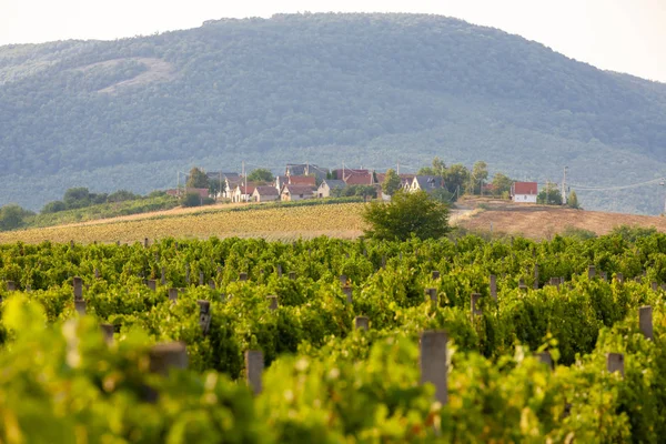 Macaristan 'ın Bukkzserc kentinde şarap mahzenleri — Stok fotoğraf