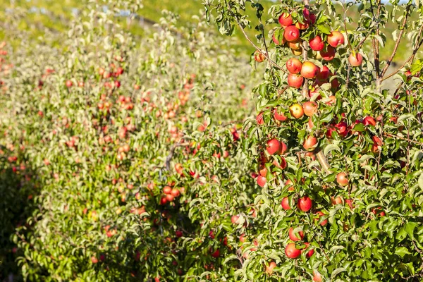 Appels in de herfst bij Pulkau in Oostenrijk — Stockfoto