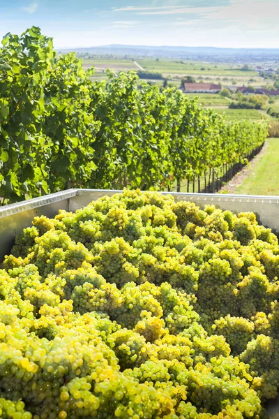 Viñedo en el momento de la cosecha cerca de Retz, Austria — Foto de Stock