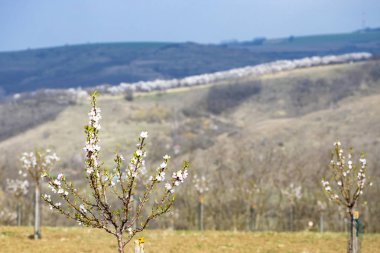 Hustopece, Güney Moravya 'daki Badem Ağacı Bahçesi, Çek Cumhuriyeti