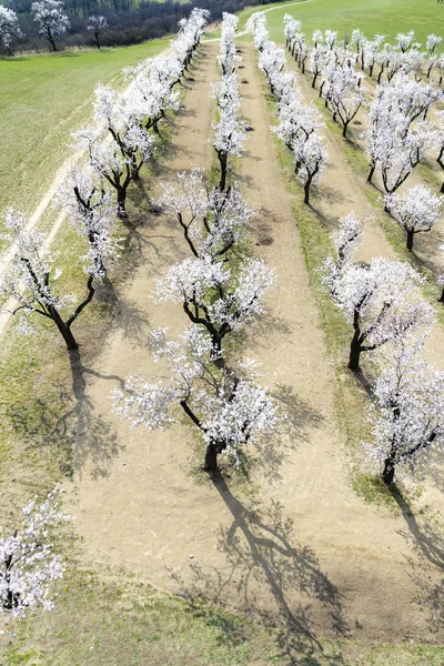Almond tree orchard in Hustopece, South Moravia, Czech Republic — Stock Photo, Image