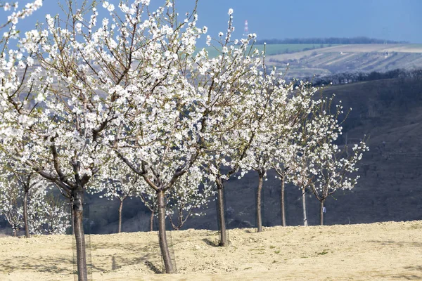 Almond tree orchard in Hustopece, South Moravia, Czech Republic — Stock Photo, Image