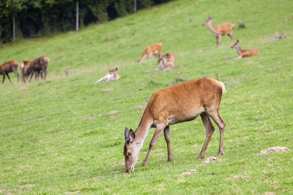 Animales forestales en Estiria, Austria — Foto de Stock