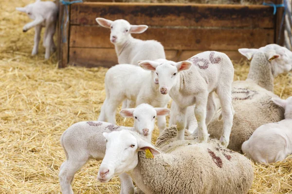 Schafe auf dem Bauernhof, Provance, Frankreich — Stockfoto