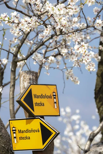 Знак "мигдальний шлейф" в мигдальний сад дерева в Густостоці, Південна м — стокове фото