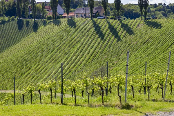 Vineyard at the Austrian Slovenian border in Styria — Stock Photo, Image