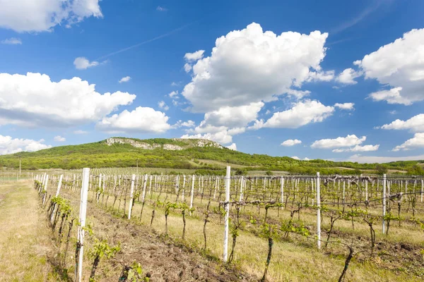 Viñedos, Palava, Región de Moravia, República Checa — Foto de Stock