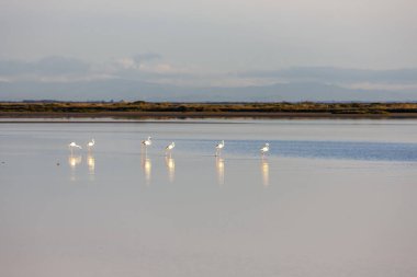 Ulusal Park Camargue, Provence, Fransa