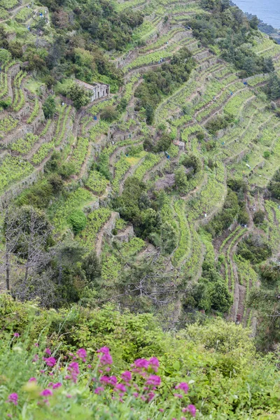 Виноградники на побережье, Cinque Terre, Италия — стоковое фото