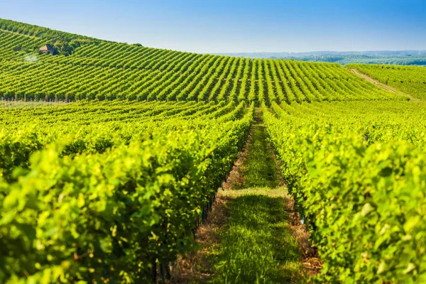 Wineyard in de buurt van Villany in Hongarije — Stockfoto