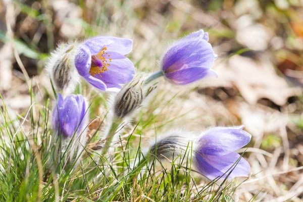 Concave in NP Podyji, Czech Republic — Stock Photo, Image