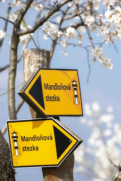 Sign "almond trail" in Almond tree orchard in Hustopece, South M — Stock Photo, Image