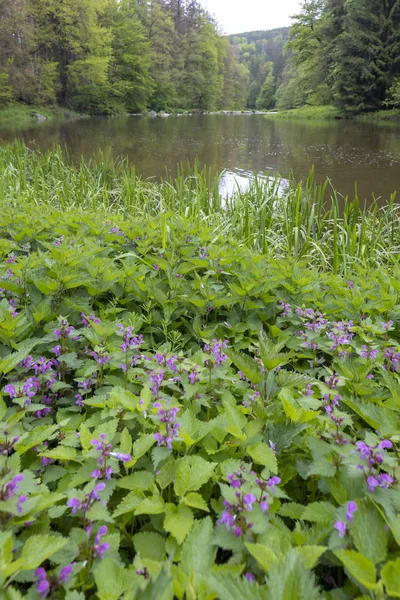 Çek Cumhuriyeti, Smrcna yakınlarındaki Sazava nehri — Stok fotoğraf