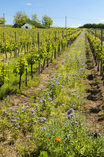 Blommigt avstånd i ekologisk vingård, Mähren, Tjeckien — Stockfoto