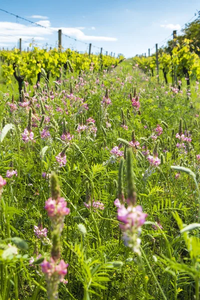 Květinové rozestupy v organické vinici, Morava, Česká republika — Stock fotografie