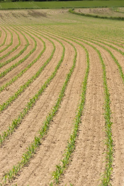 Field of corn, Styria, Austria — Stock Photo, Image