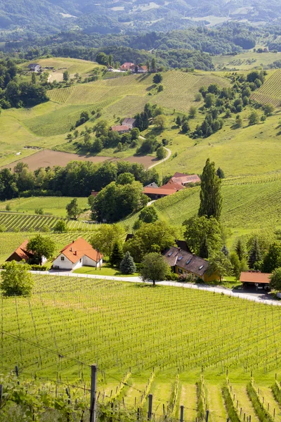 Виноградник на австрійському кордоні в Штирії. — стокове фото