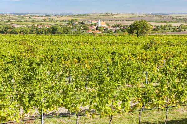 Hnanice y viñedos, Región de Znojmo, República Checa —  Fotos de Stock