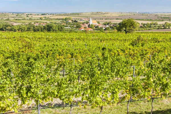 Hnanice ve Vineyards, Znojmo bölgesi, Çek Cumhuriyeti — Stok fotoğraf