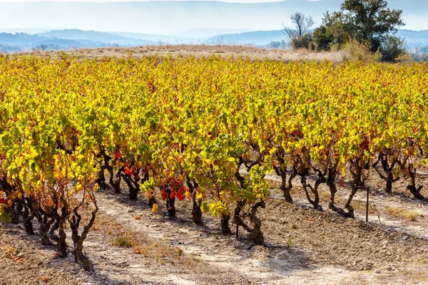 Осенние виноградники Франции — стоковое фото
