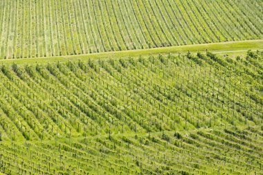 Styria 'daki Avusturya Slovenya sınırında üzüm bağı