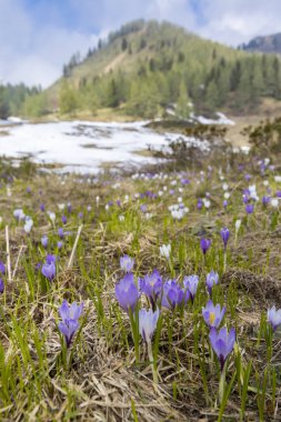 Sella di Rioda, Alpler 'de Crocus ile erken bahar çiçeklenme çayır