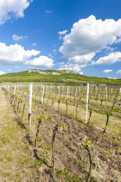 Wijngaarden, Palava, Moravië, Tsjechië — Stockfoto
