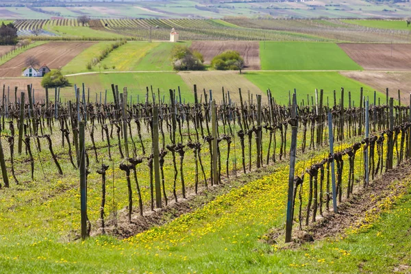 Vignoble de printemps près de Retz, Autriche — Photo