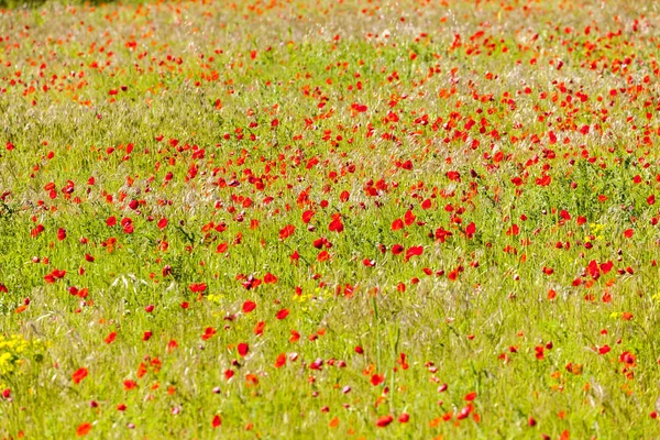 草甸与罂粟， 普罗旺斯， 法国 — 图库照片