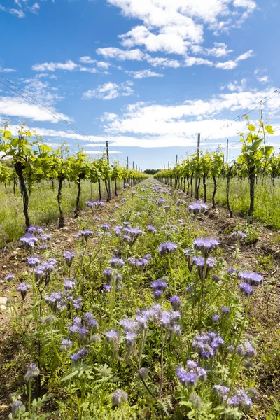 Espacio floral en viñedo orgánico, Moravia, República Checa — Foto de Stock