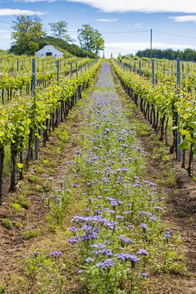 Blommigt avstånd i ekologisk vingård, Mähren, Tjeckien — Stockfoto