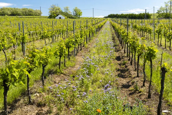 Espaçamento floral na vinha orgânica, Moravia, República Checa — Fotografia de Stock