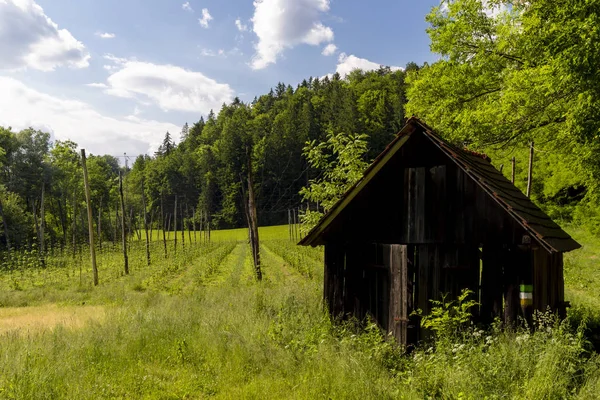 Humle trädgård på våren, Steiermark, Österrike — Stockfoto
